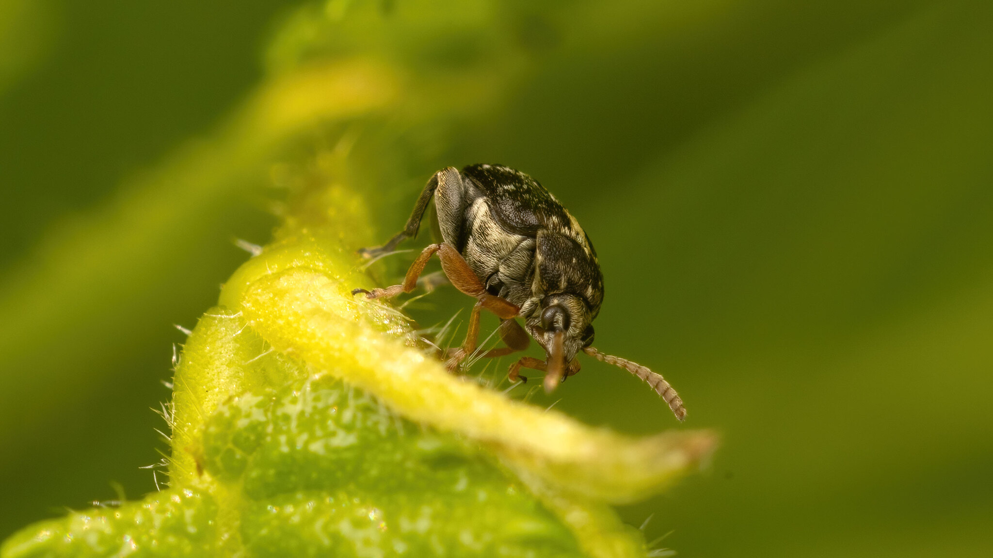 Chrysomelidae Bruchus