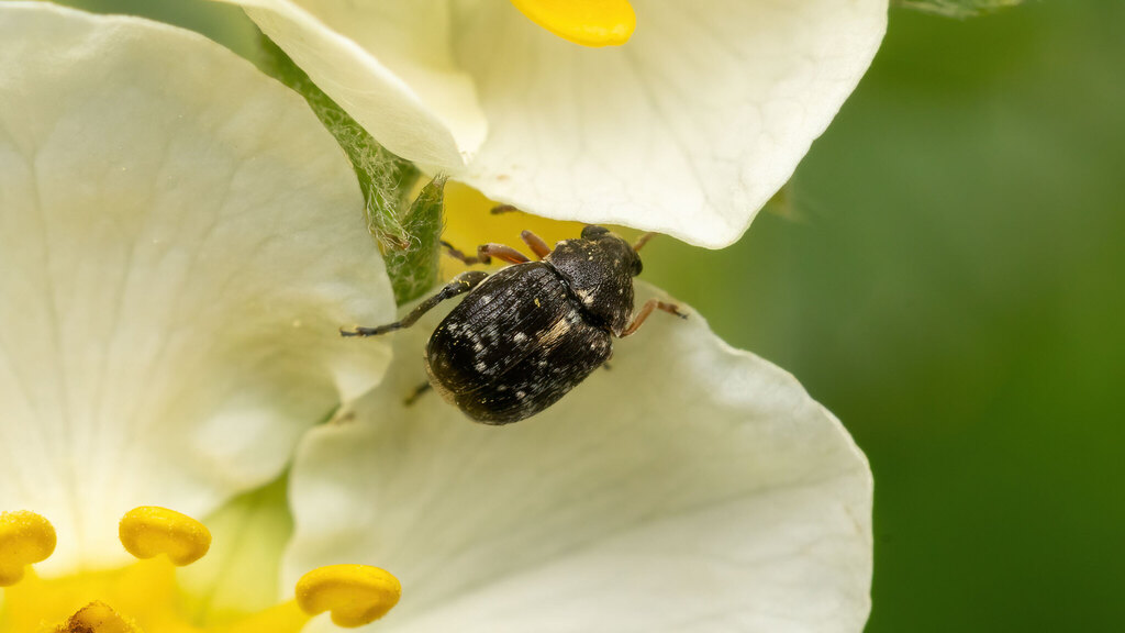 Chrysomelidae Bruchus