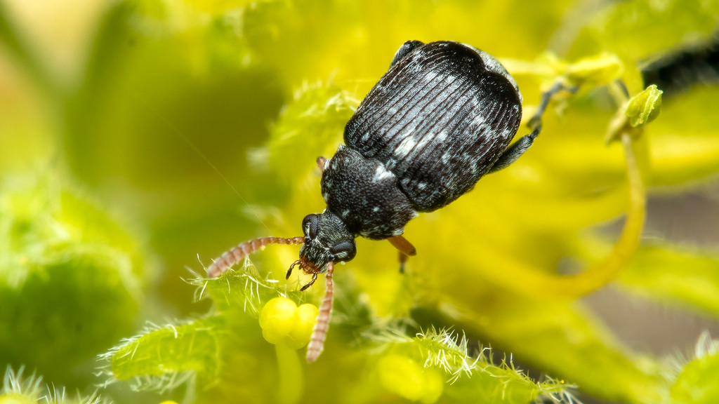 Chrysomelidae Bruchus luteicornis