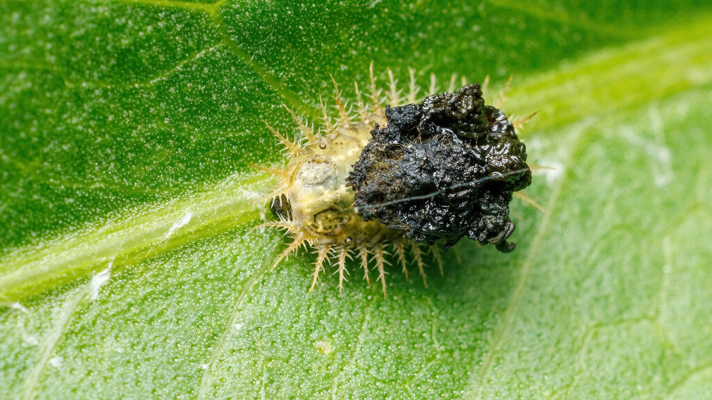Chrysomelidae Cassida