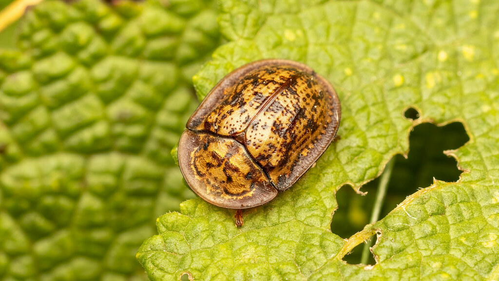 Chrysomelidae Cassida canaliculata