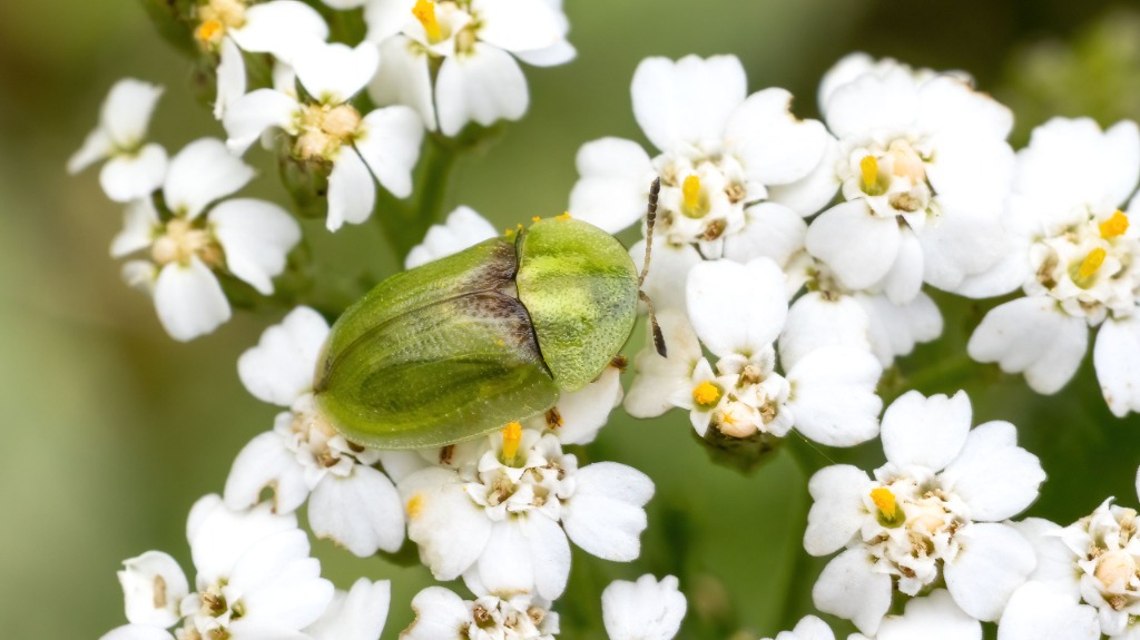 Chrysomelidae Cassida denticollis