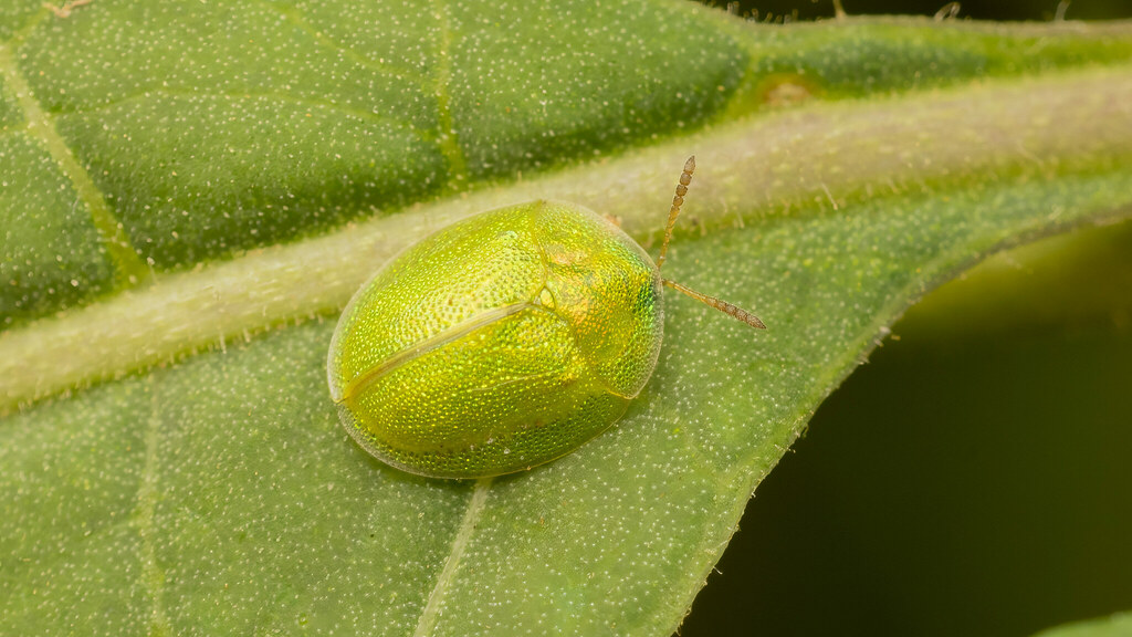 Chrysomelidae Cassida hemisphaerica