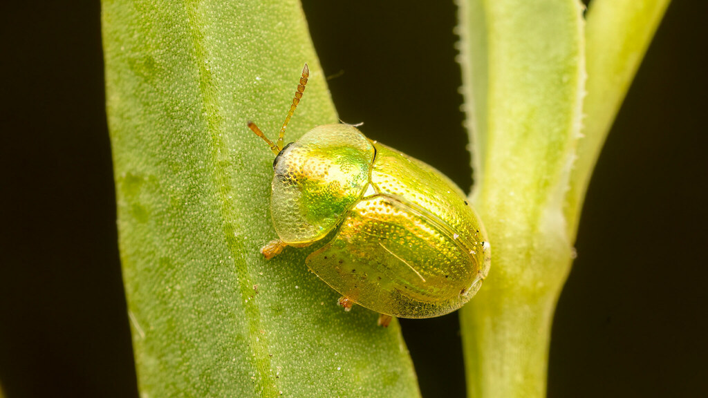 Chrysomelidae Cassida margaritacea