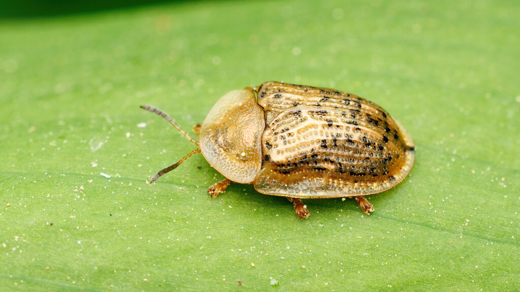 Chrysomelidae Cassida nebulosa