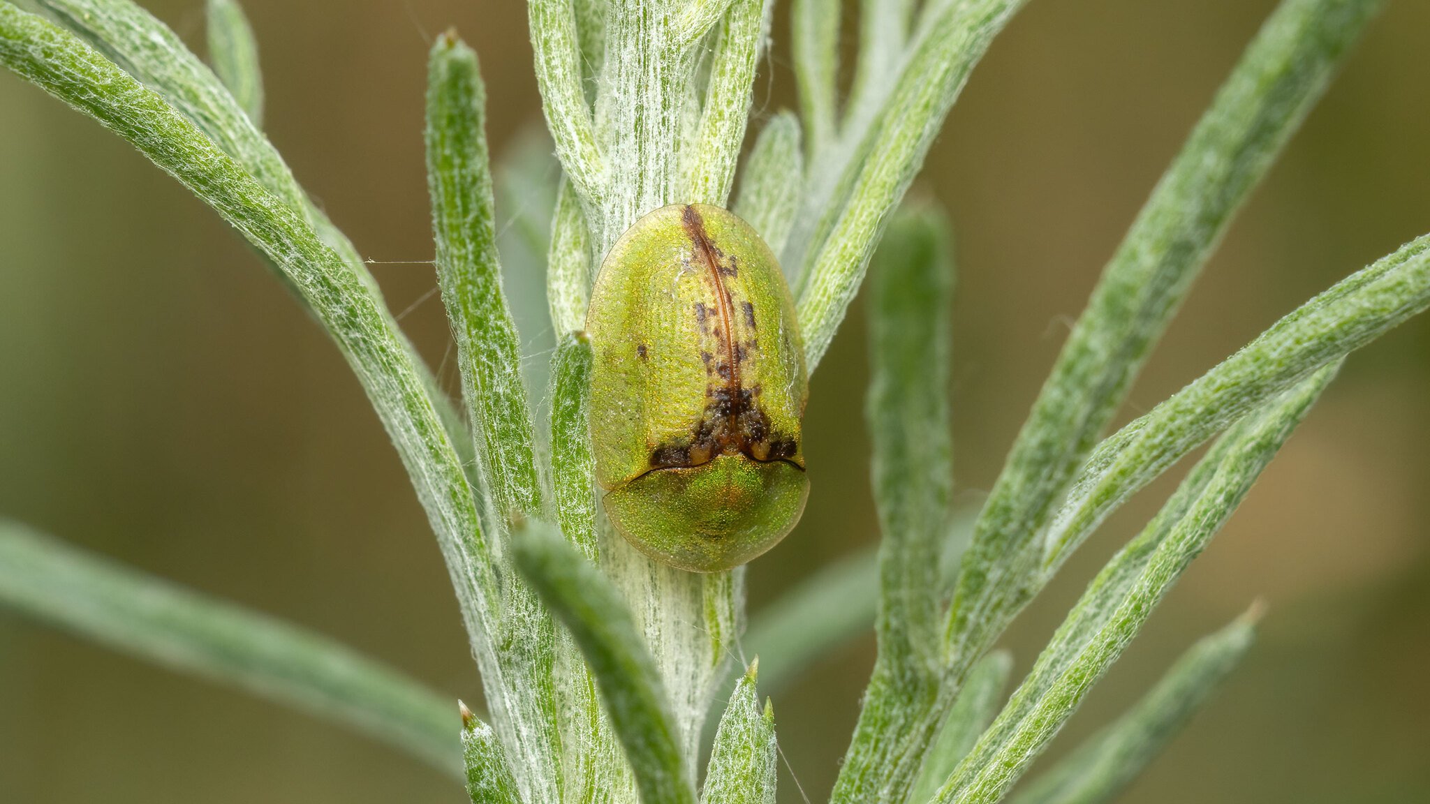 Chrysomelidae Cassida pannonica