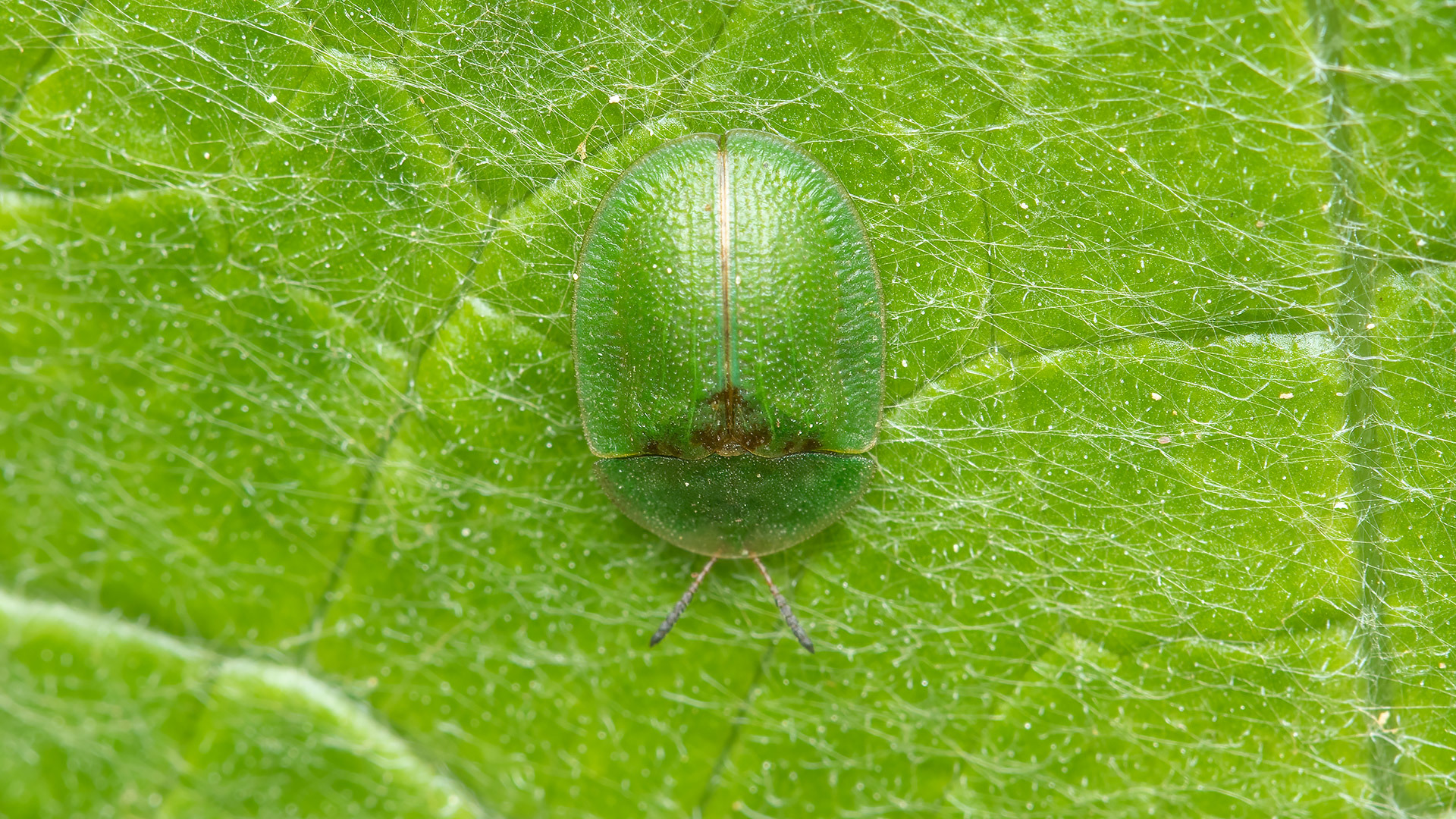 Chrysomelidae Cassida rubiginosa