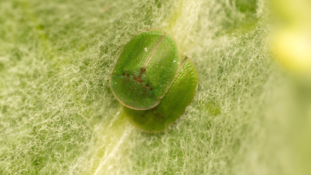Chrysomelidae Cassida rubiginosa
