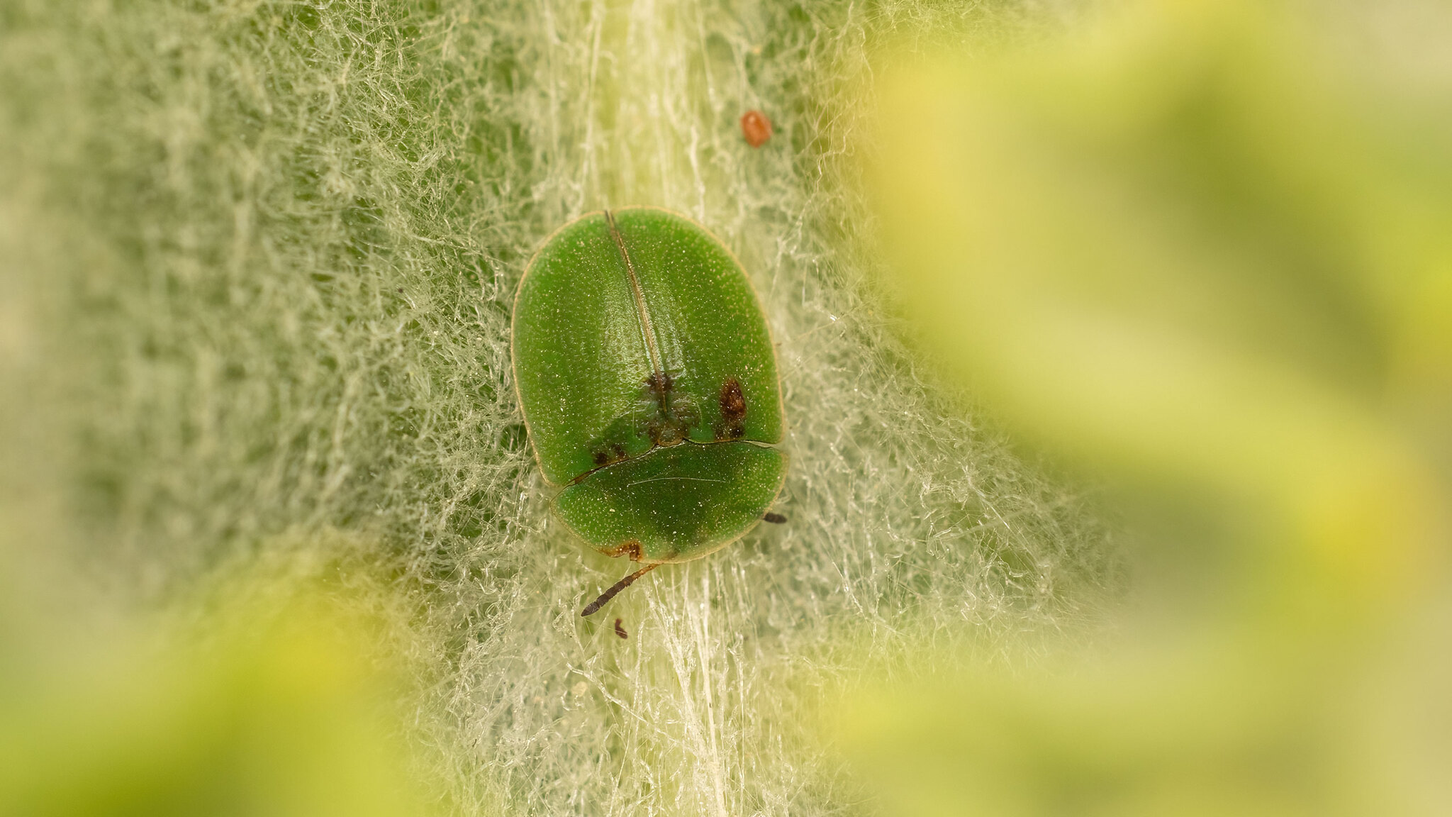 Chrysomelidae Cassida rubiginosa
