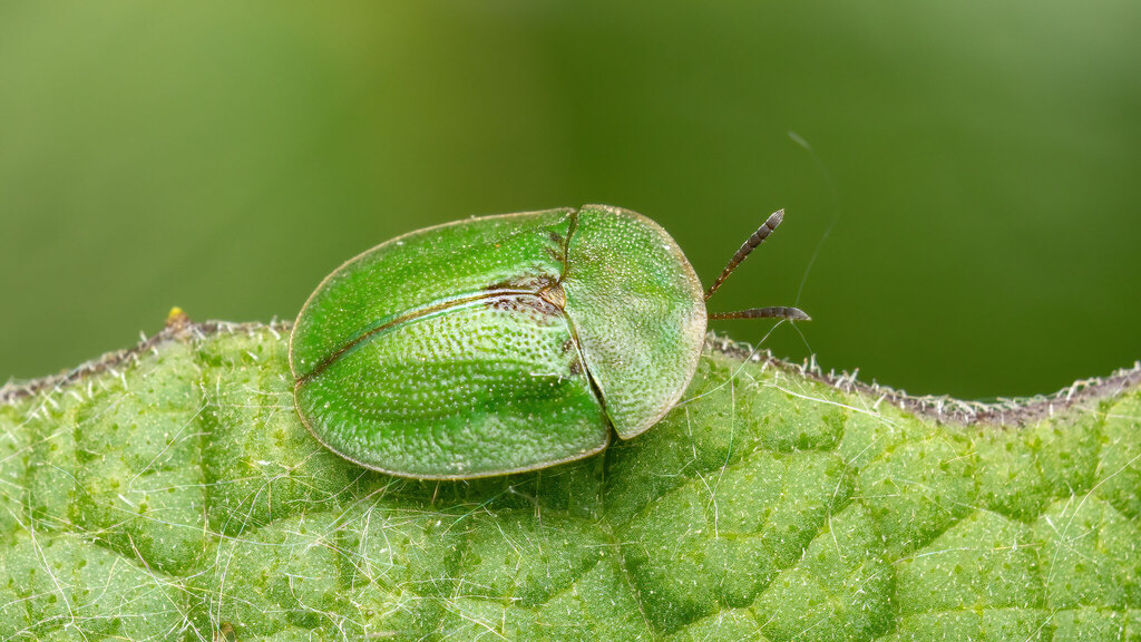 Chrysomelidae Cassida rubiginosa