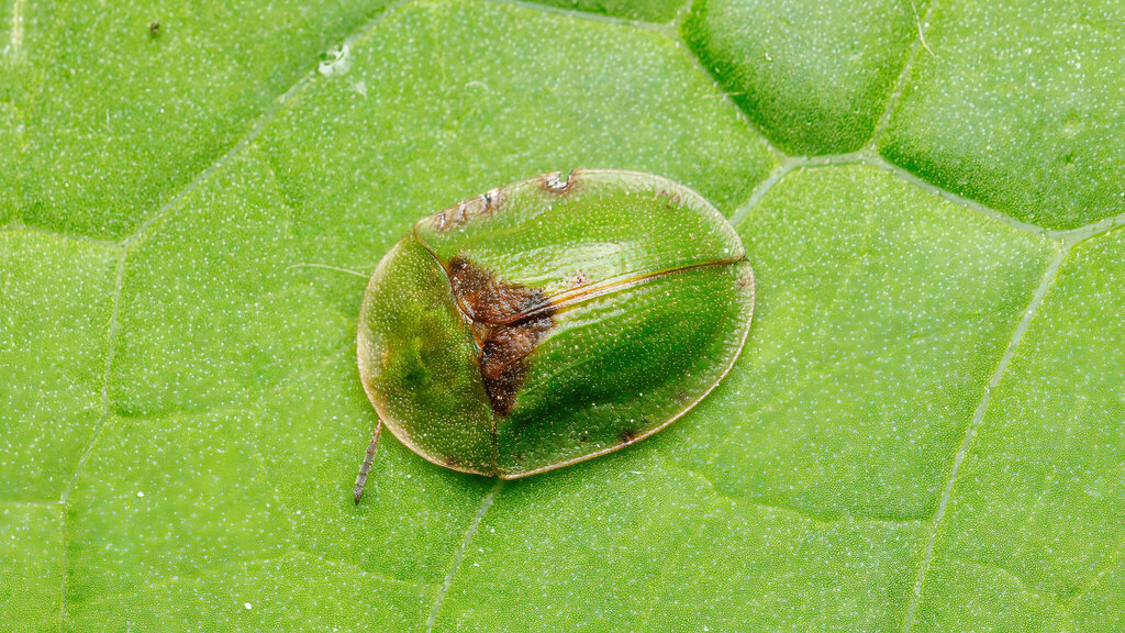 Chrysomelidae Cassida rubiginosa
