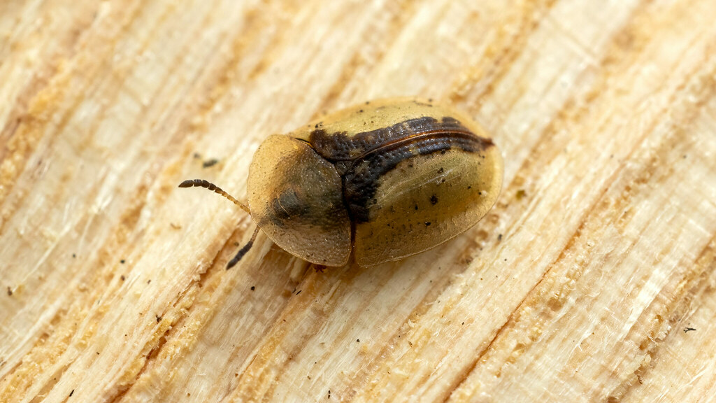 Chrysomelidae Cassida vibex
