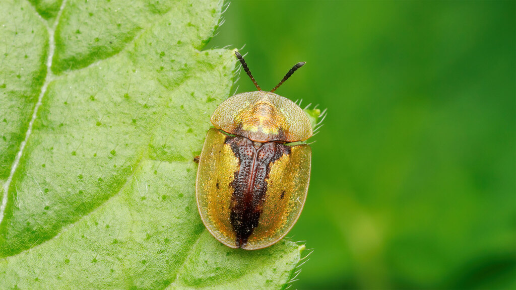 Chrysomelidae Cassida vibex