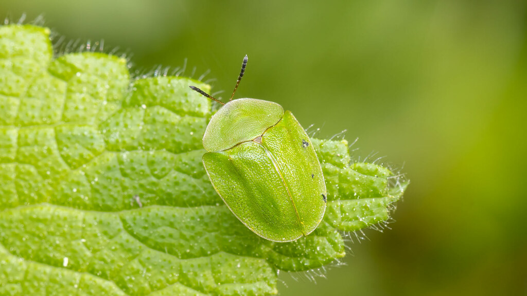 Chrysomelidae Cassida viridis
