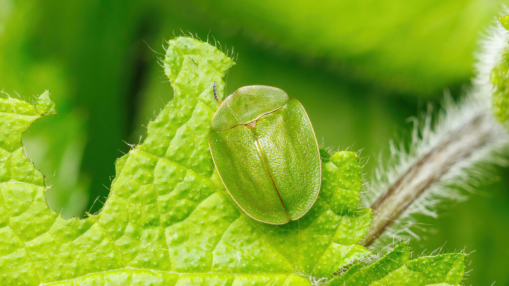 Chrysomelidae Cassida viridis