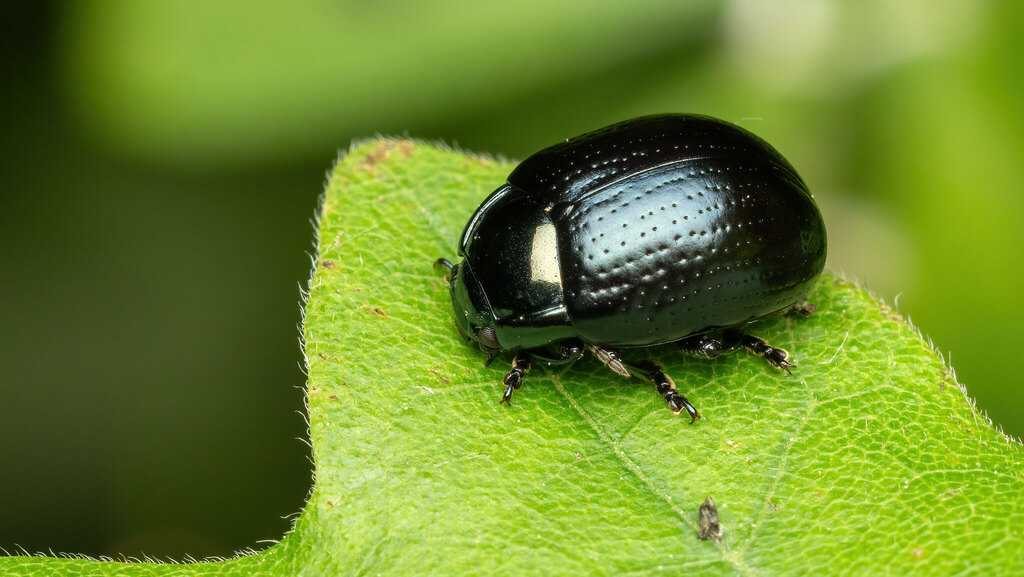 Chrysomelidae Chrysolina oricalcia