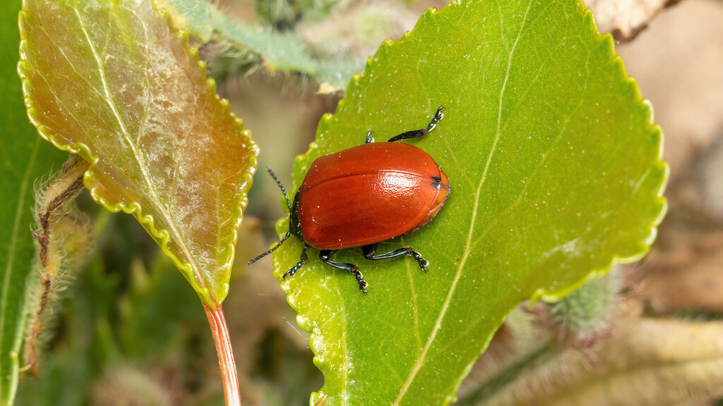 Chrysomelidae Chrysomela populi