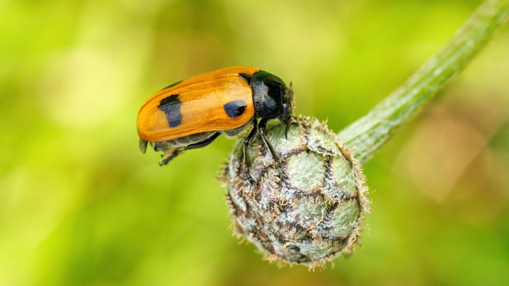 Chrysomelidae Clytra