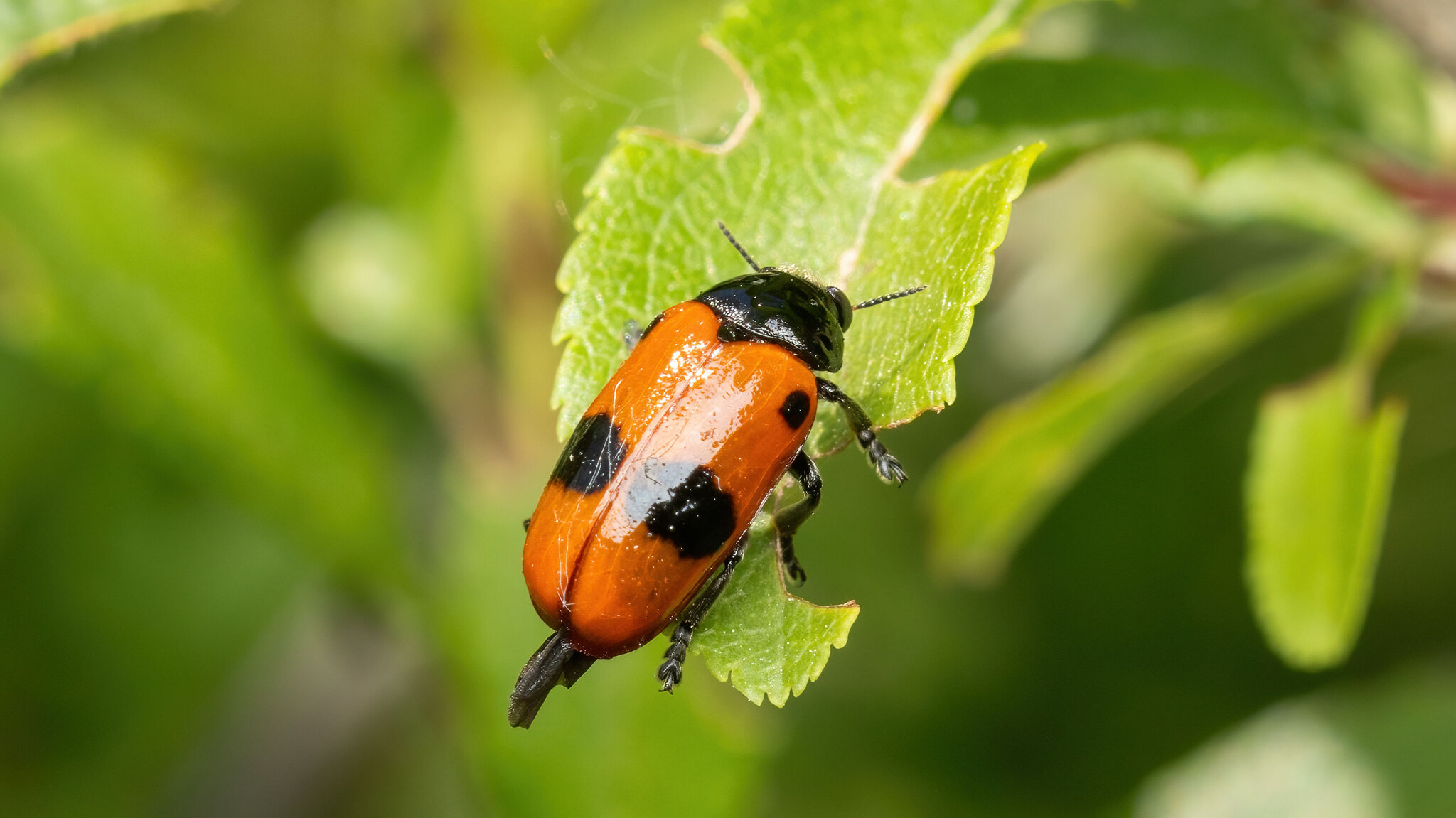 Chrysomelidae Clytra laeviuscula