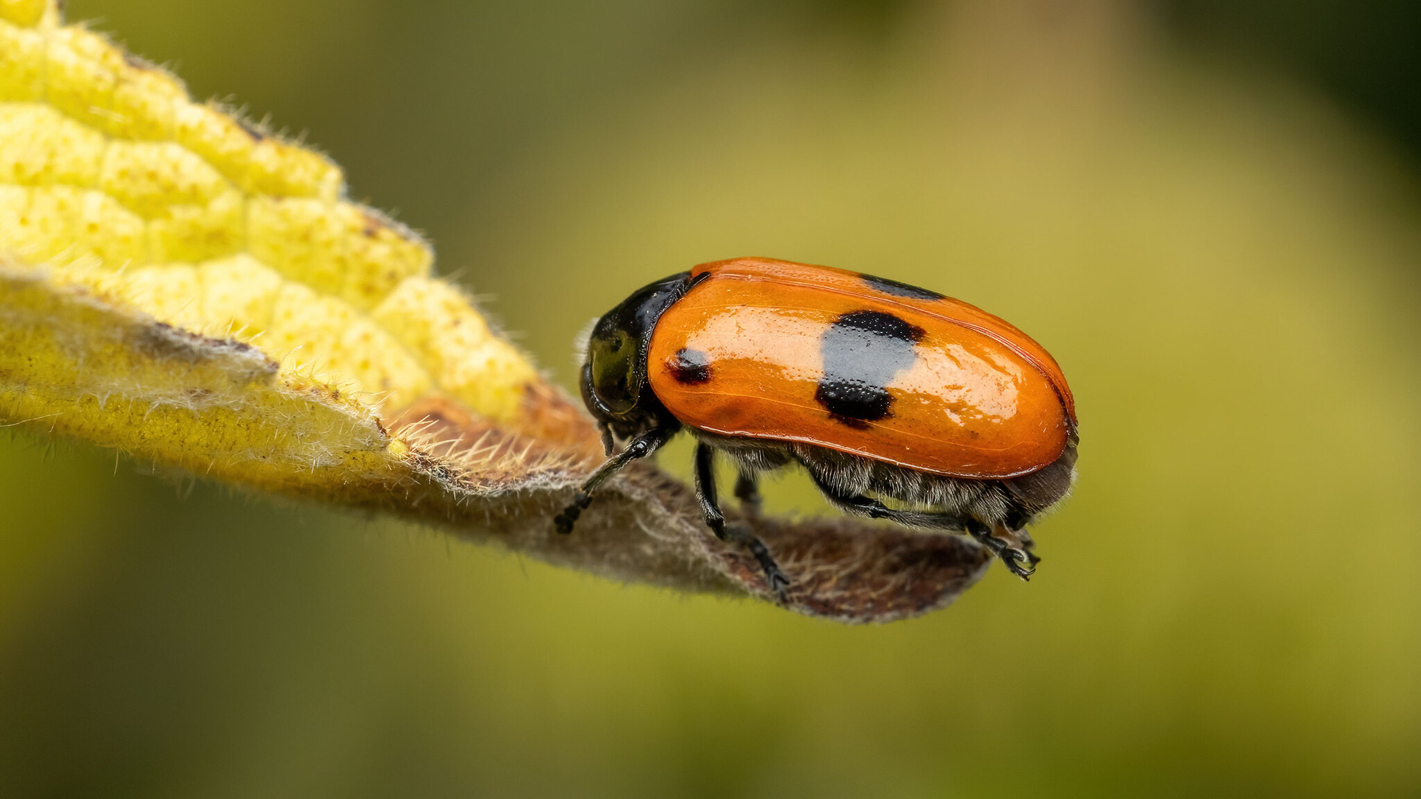 Chrysomelidae Clytra laeviuscula