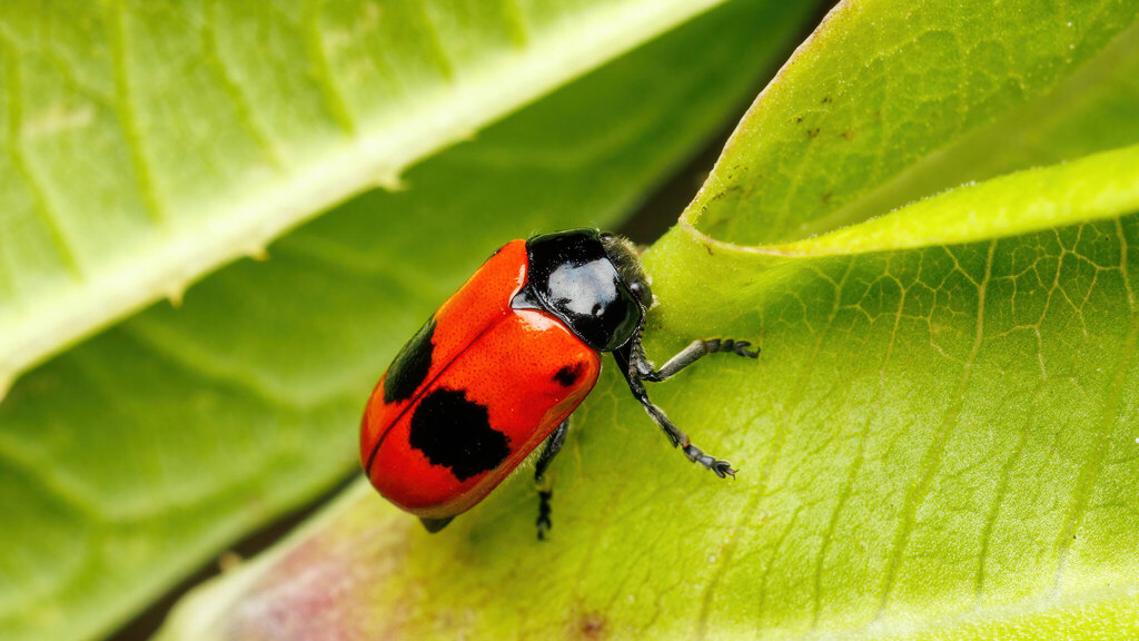 Chrysomelidae Clytra laeviuscula