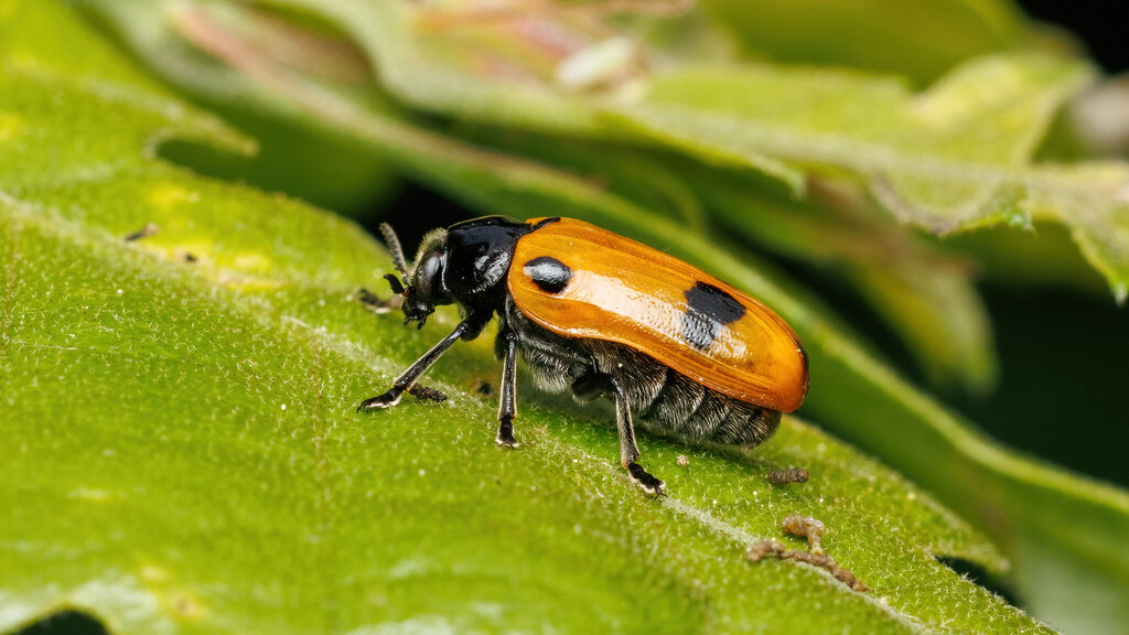 Chrysomelidae Clytra laeviuscula