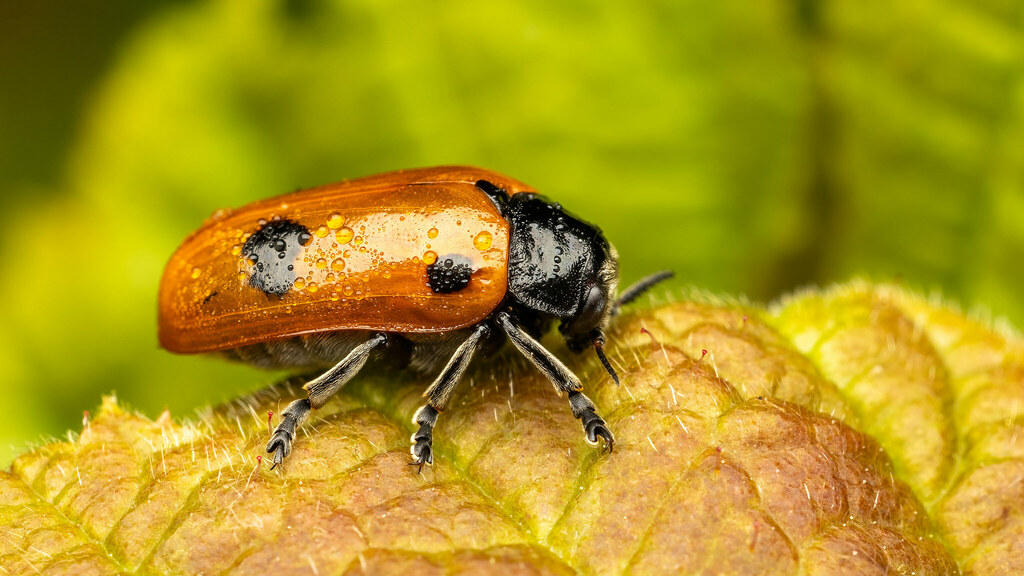 Chrysomelidae Clytra quadripunctata