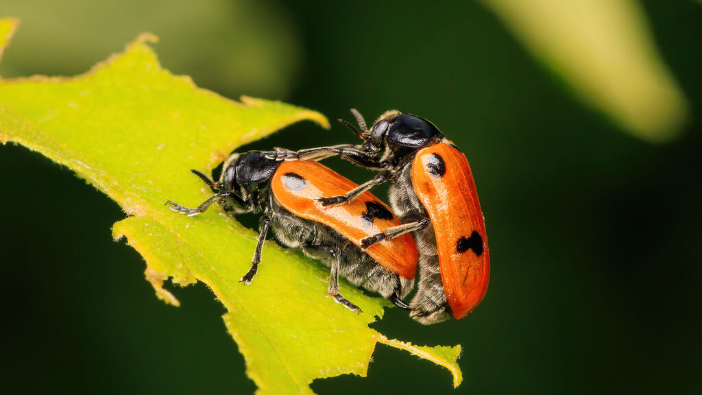 Chrysomelidae Clytra quadripunctata