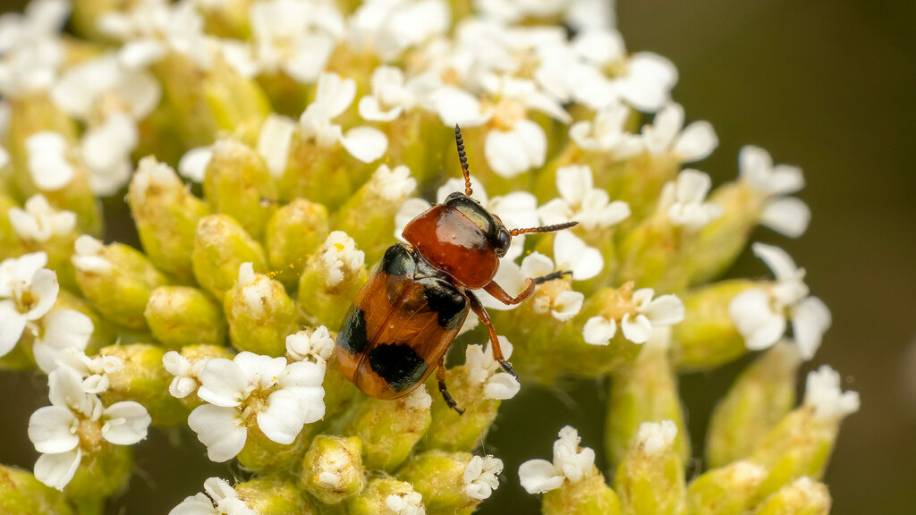 Chrysomelidae Coptocephala unifasciata