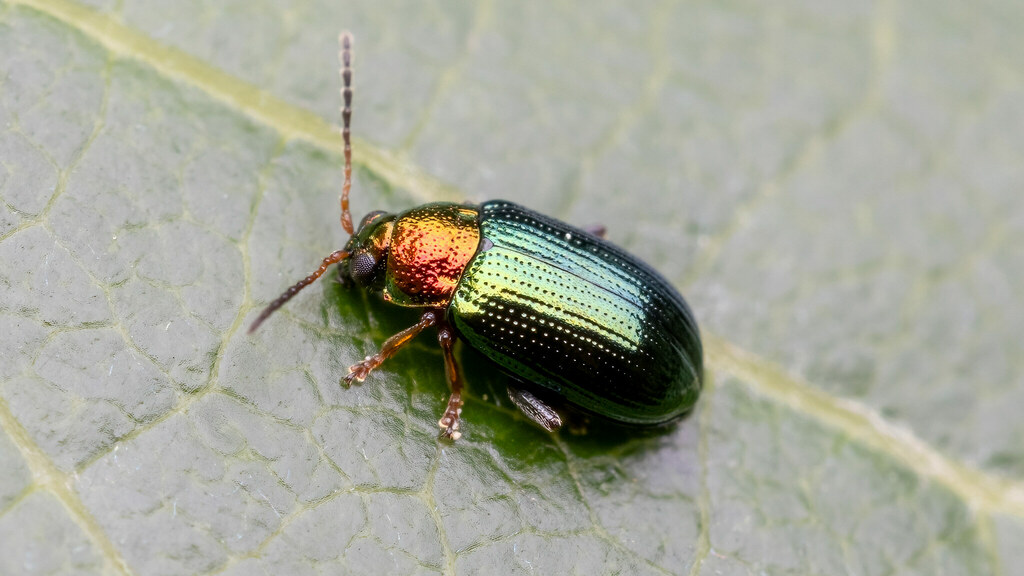Chrysomelidae Crepidodera aurata