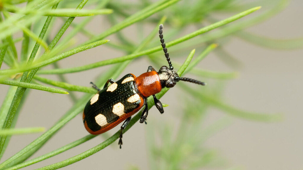 Chrysomelidae Crioceris asparagi