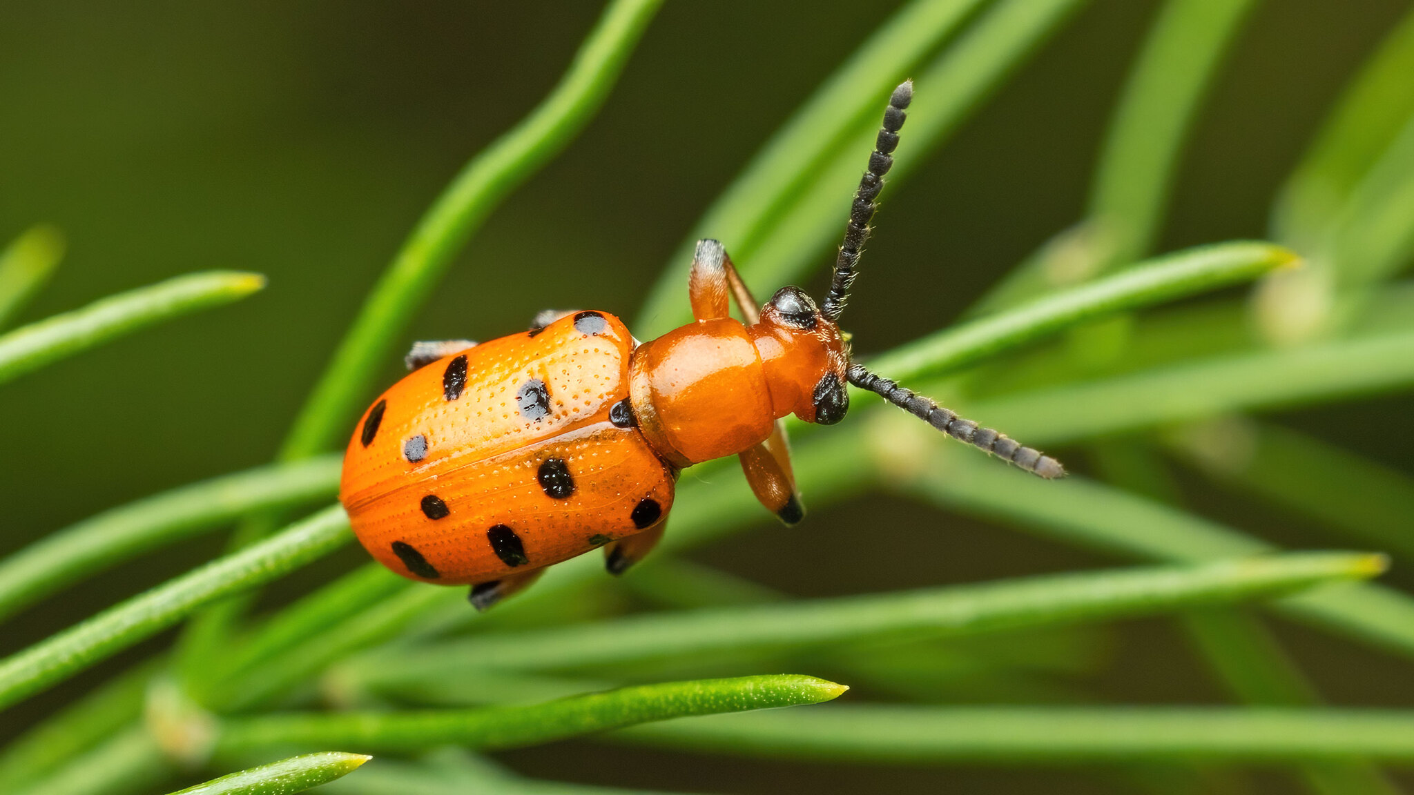 Chrysomelidae Crioceris duodecimpunctata
