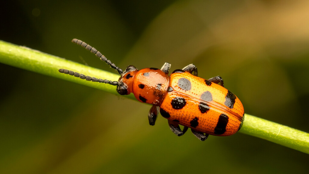 Chrysomelidae Crioceris quatuordecimpunctata