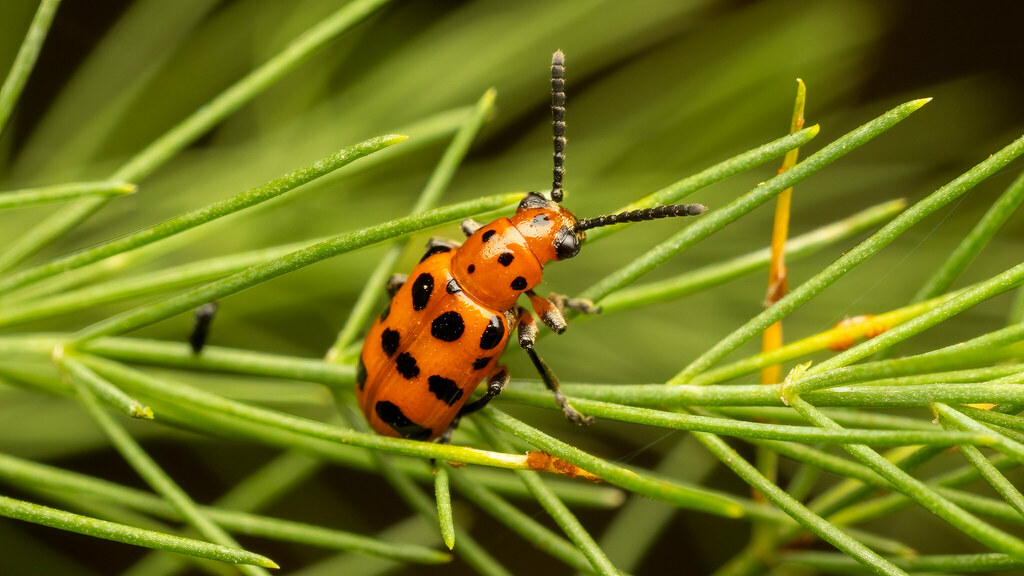 Chrysomelidae Crioceris quatuordecimpunctata