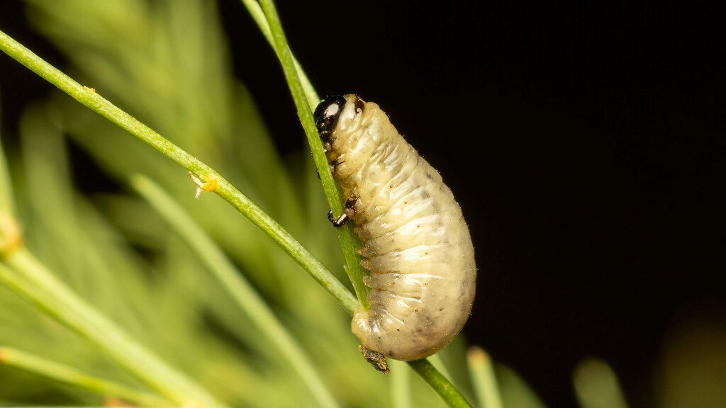 Chrysomelidae Crioceris quatuordecimpunctata