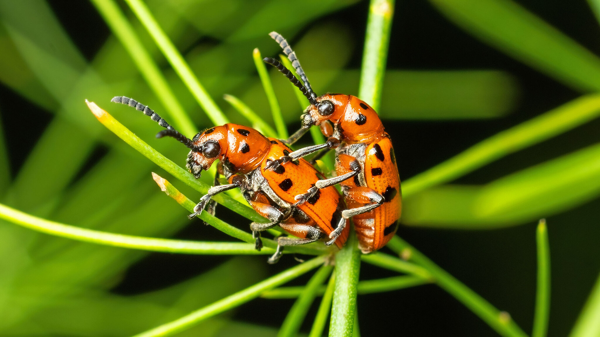 Chrysomelidae Crioceris quatuordecimpunctata