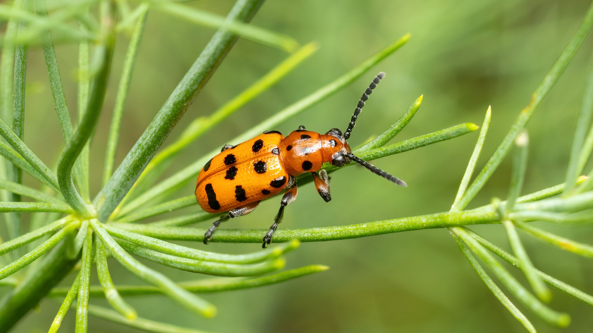 Chrysomelidae Crioceris quatuordecimpunctata