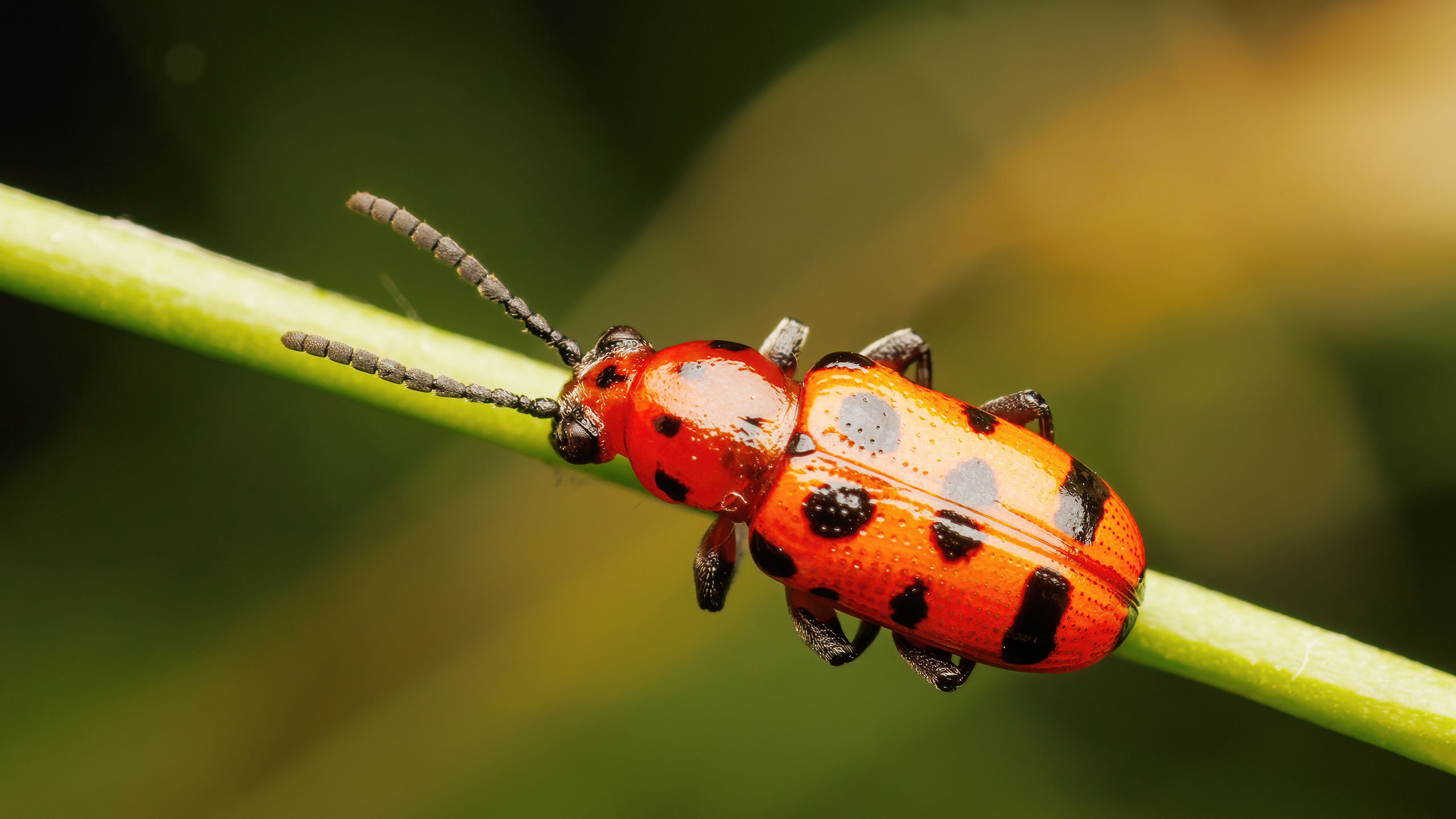 Chrysomelidae Crioceris quatuordecimpunctata