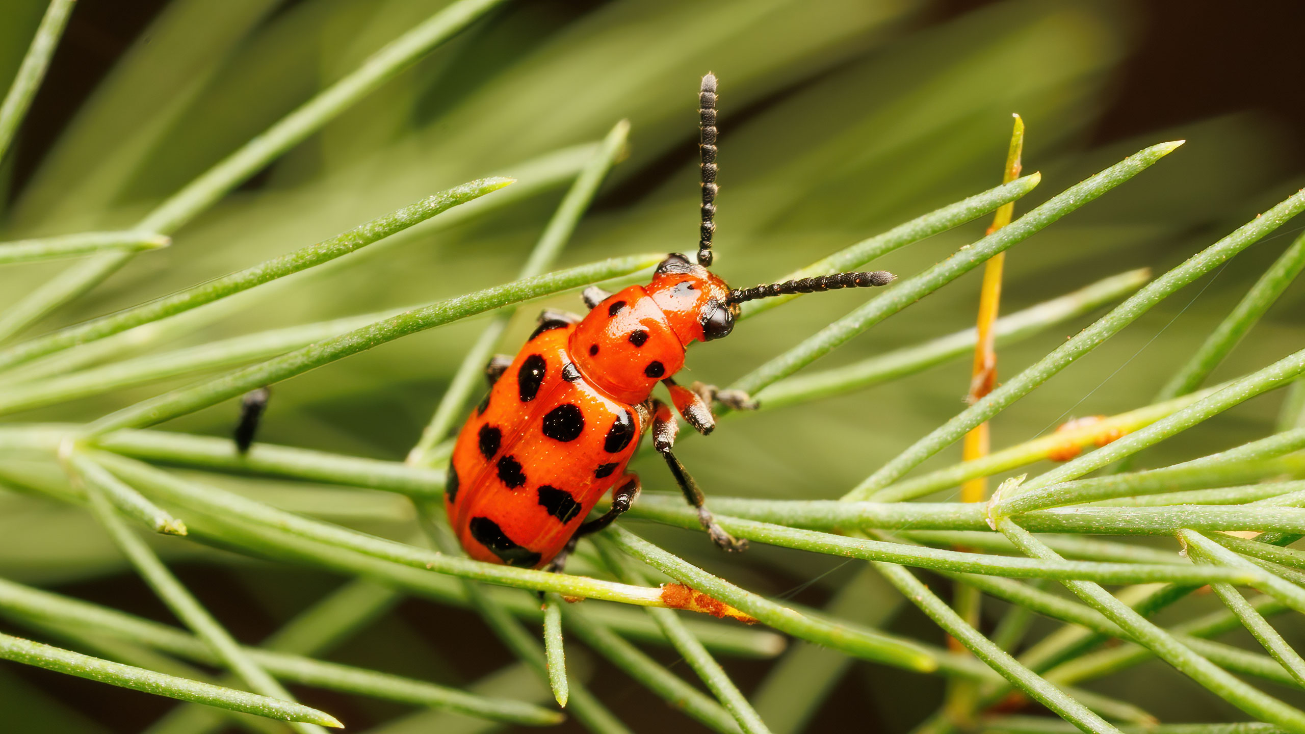 Chrysomelidae Crioceris quatuordecimpunctata