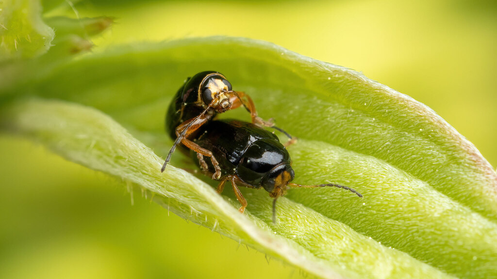 Chrysomelidae Cryptocephalus