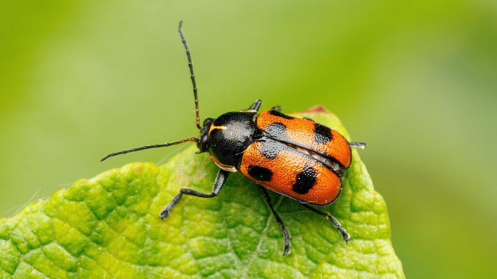 Chrysomelidae Cryptocephalus