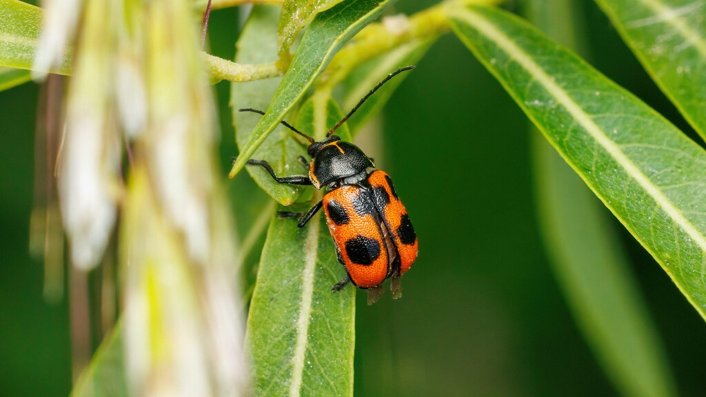 Chrysomelidae Cryptocephalus