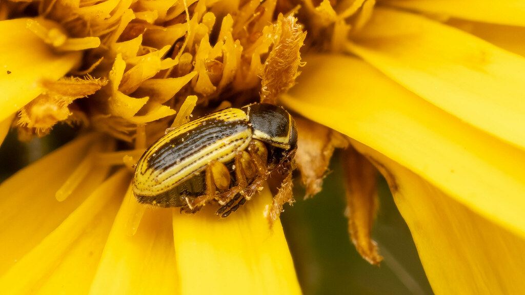 Chrysomelidae Cryptocephalus bilineatus