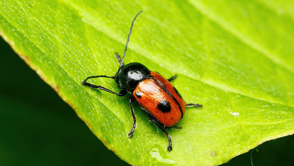 Chrysomelidae Cryptocephalus bipunctatus