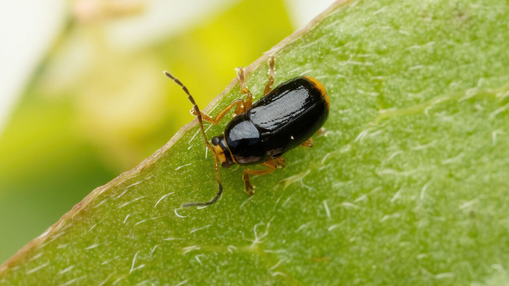 Chrysomelidae Cryptocephalus chrysopus