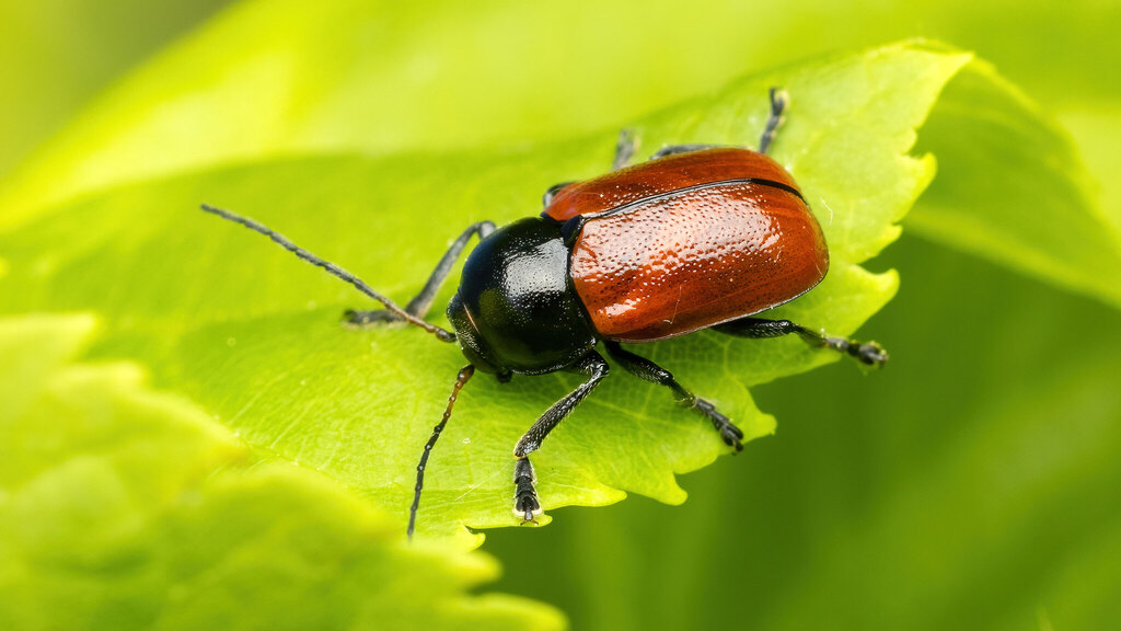 Chrysomelidae Cryptocephalus coryli