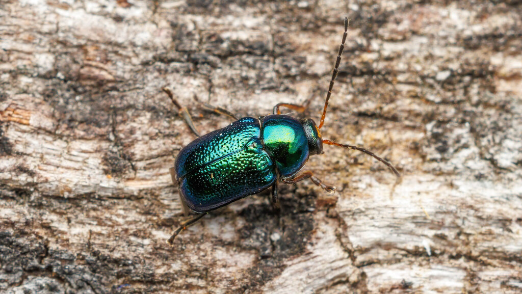 Chrysomelidae Cryptocephalus nitidulus
