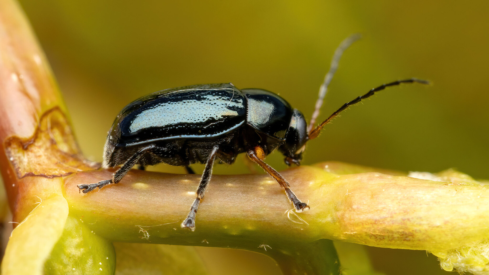 Chrysomelidae Cryptocephalus nitidus