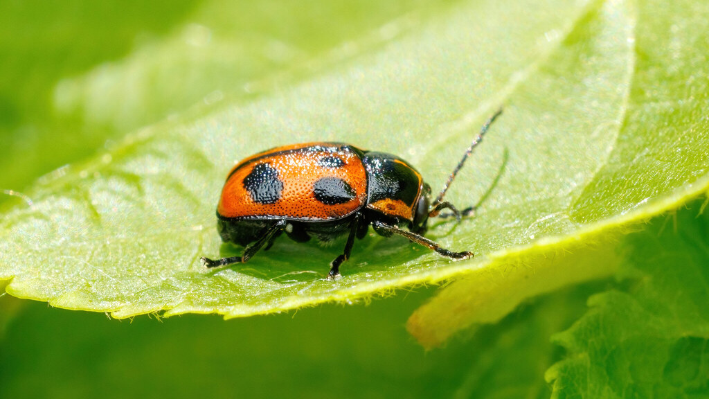 Chrysomelidae Cryptocephalus sexpunctatus