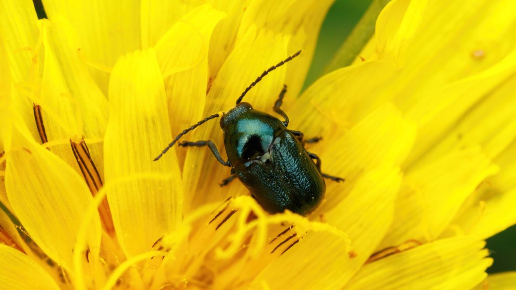 Cryptocephalus sp.